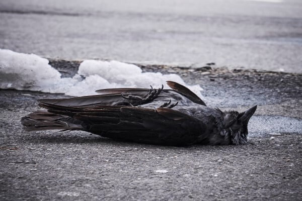 PEST CONTROL WATFORD, Hertfordshire. Services: Dead Animal Removal. Professional Dead Animal Removal Services in Watford